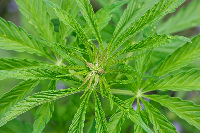 Studie untersucht Auswirkungen des Cannabisgesetzes für Erwachsene und Jugendliche